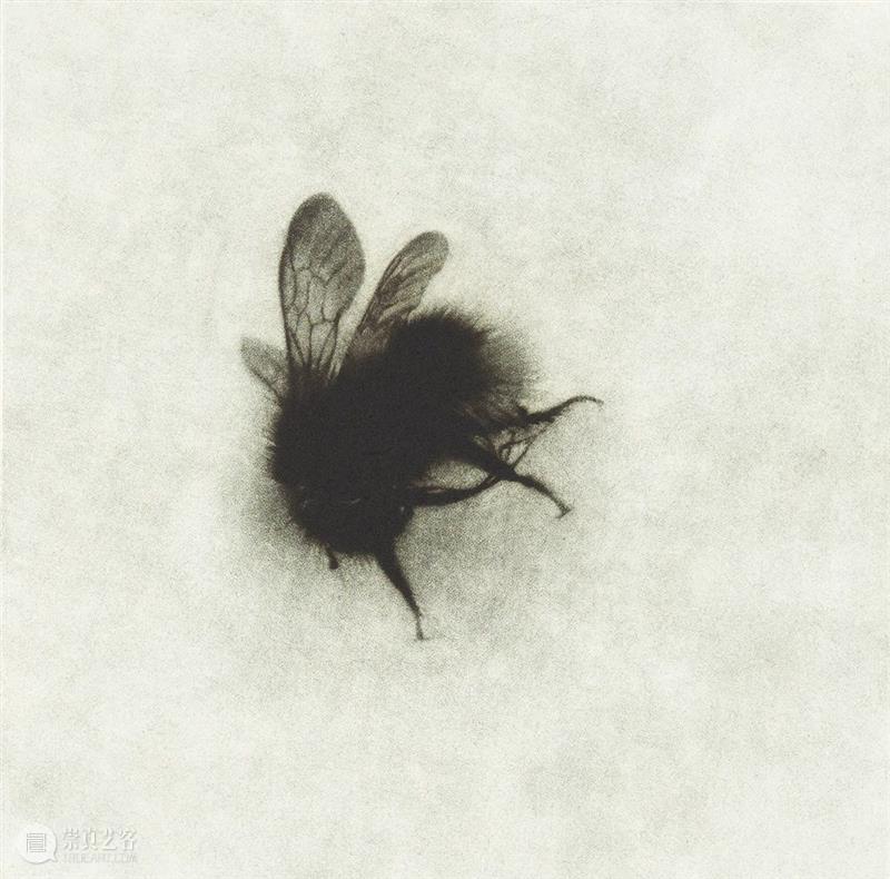 【线上展厅第九期】第六届上海铜版画展——国际美柔汀特展艺术家解读 视频资讯 上海徐汇艺术馆 崇真艺客